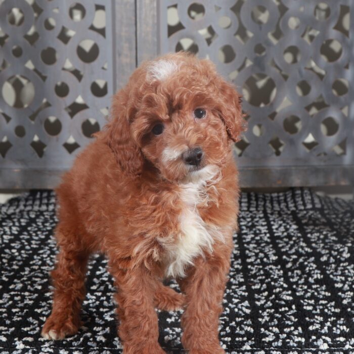 Izzy- Gorgeous AKC Miniature Female Poodle - Image 2