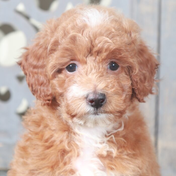 Izzy- Gorgeous AKC Miniature Female Poodle - Image 3