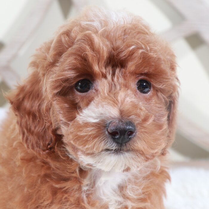 Izzy- Gorgeous AKC Miniature Female Poodle - Image 4