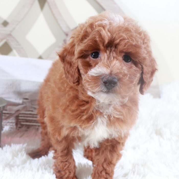 Izzy- Gorgeous AKC Miniature Female Poodle - Image 5