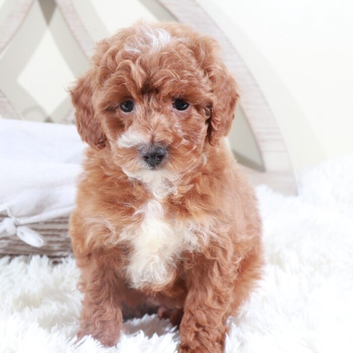 Izzy- Gorgeous AKC Miniature Female Poodle - Image 6