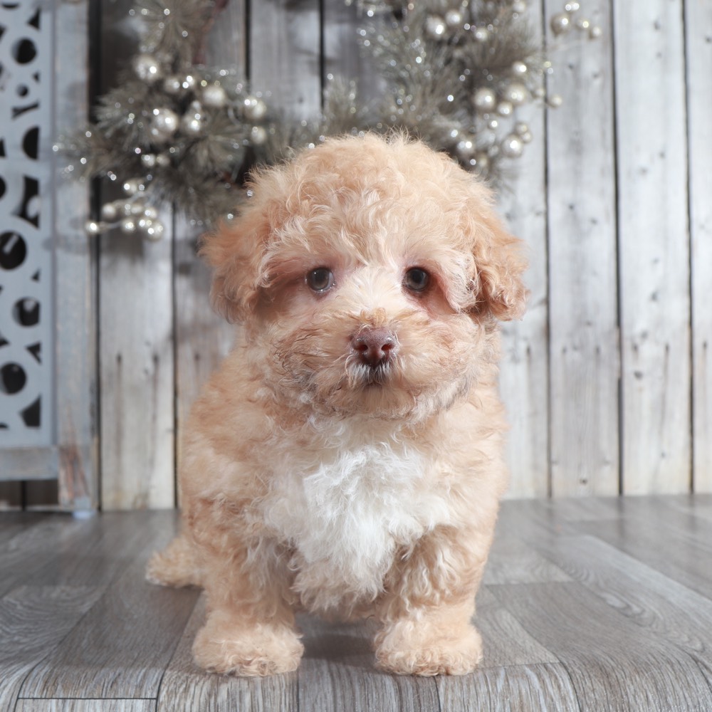 Jack -ACA Poodle - Puppies Online