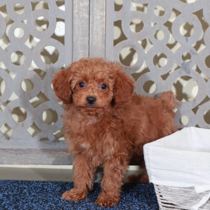 Jacob Handsome Red Mini Poodle