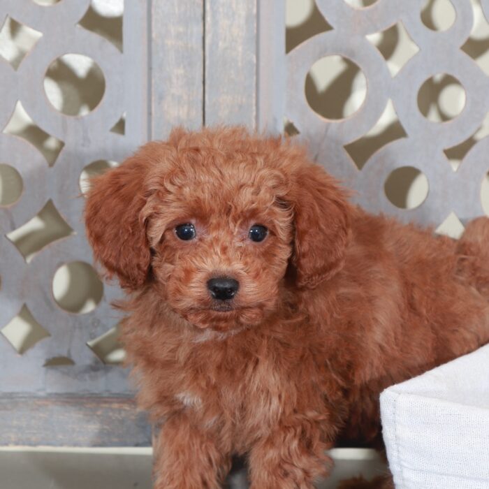 Jacob Handsome Red Mini Poodle - Image 2