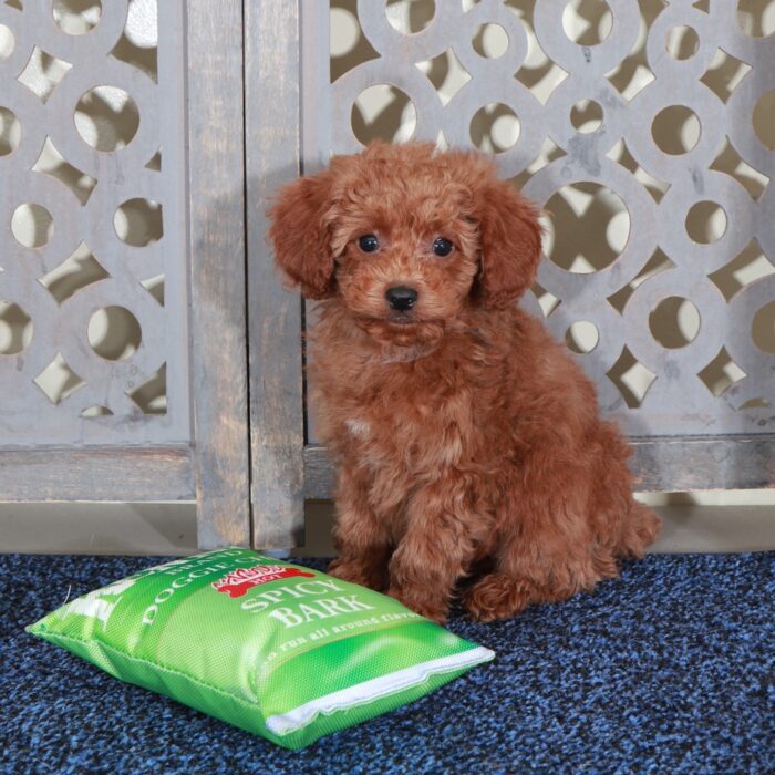 Jacob Handsome Red Mini Poodle - Image 3