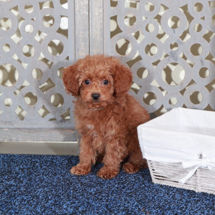 Jacob Handsome Red Mini Poodle - Image 4