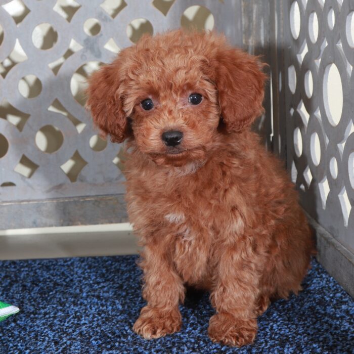 Jacob Handsome Red Mini Poodle - Image 5