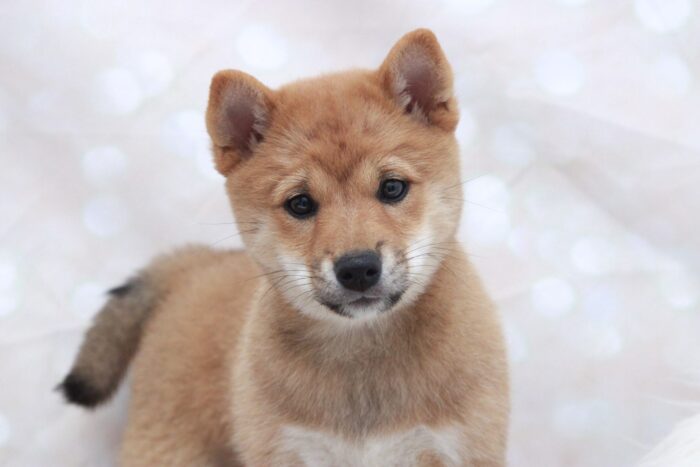 Jacqueline - Cutest ACA Female Shiba-Inu Puppy