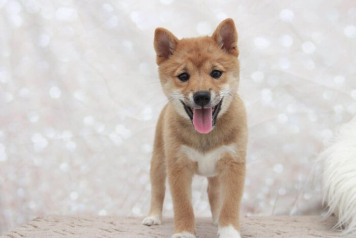 Jacqueline - Cutest ACA Female Shiba-Inu Puppy - Image 2