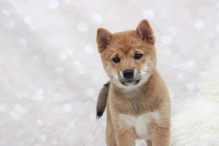 Jacqueline - Cutest ACA Female Shiba-Inu Puppy - Image 3