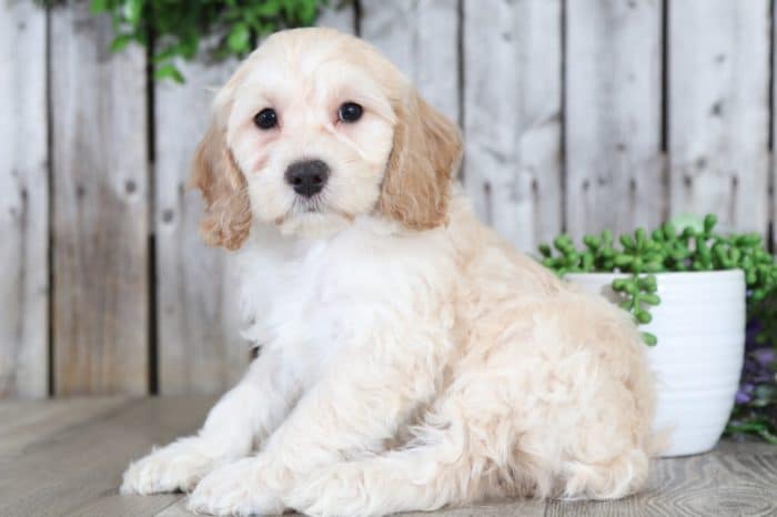 Jake-Lovable Cockapoo - Image 3