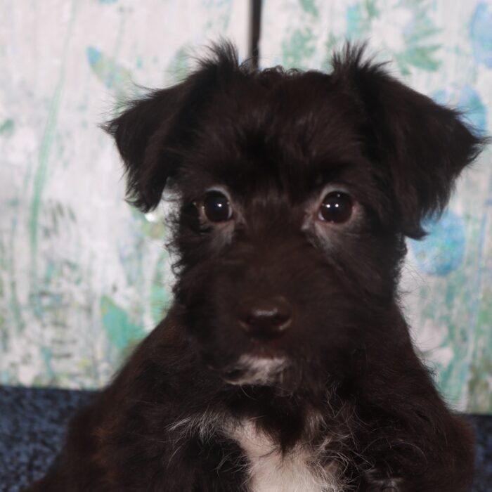 James-Playful Male Yochon Puppy