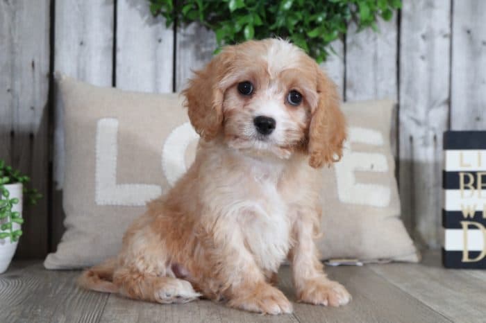 Jelly - Darling Cavachon