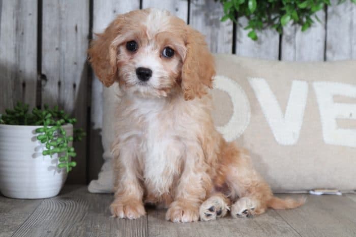 Jelly - Darling Cavachon - Image 3