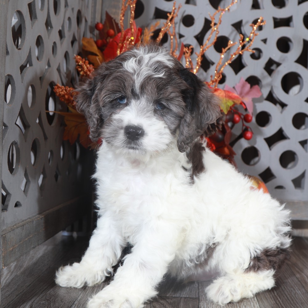 Jingle Handsome CockapooOhio Puppies Online