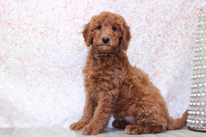 Keisha- Clever Female Mini Goldendoodle Puppy