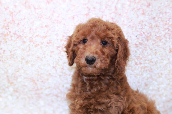 Keisha- Clever Female Mini Goldendoodle Puppy - Image 2