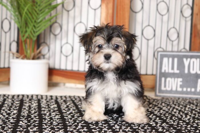 Koa - Handsome Little Male Morkie Puppy