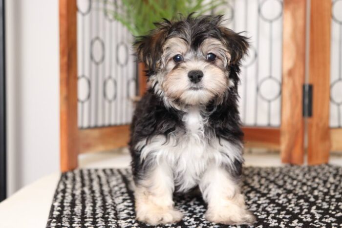 Koa - Handsome Little Male Morkie Puppy - Image 2