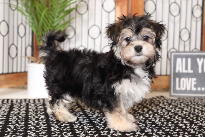 Koa - Handsome Little Male Morkie Puppy - Image 3