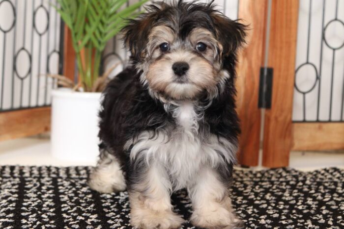 Koa - Handsome Little Male Morkie Puppy - Image 4