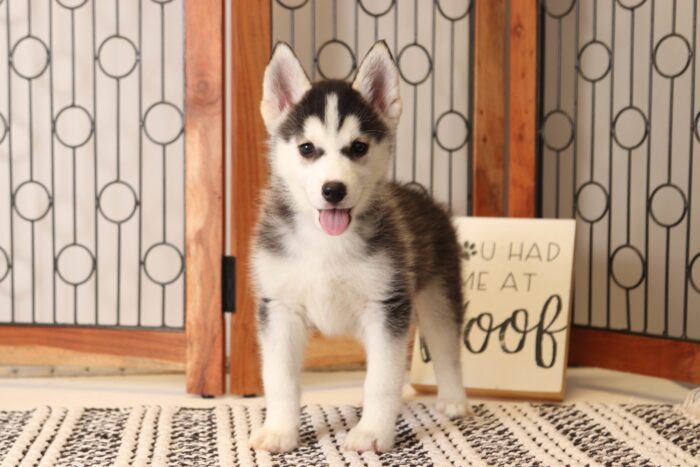 Kyle  - Amazing Little Male Pomsky Puppy