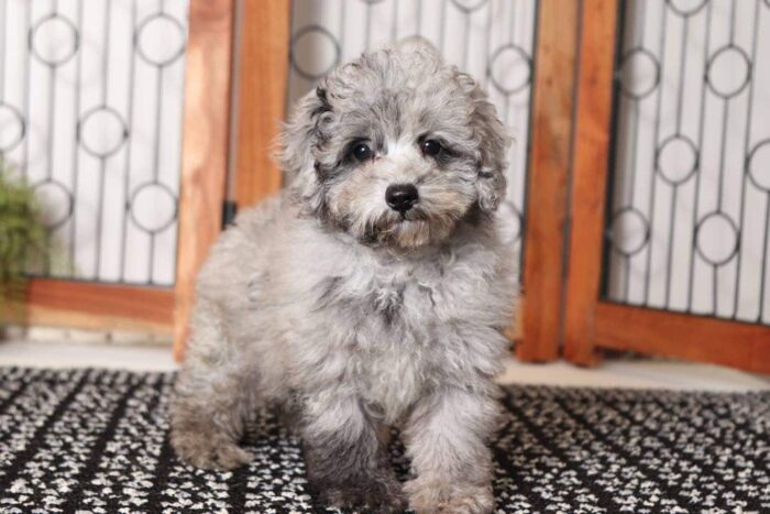 Lance- Loving Male AKC Mini Poodle Puppy