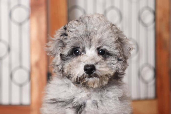 Lance- Loving Male AKC Mini Poodle Puppy - Image 2