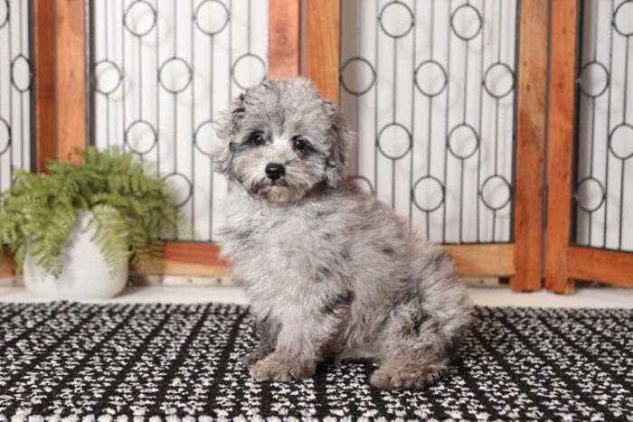 Lance- Loving Male AKC Mini Poodle Puppy - Image 3