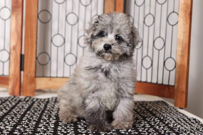 Lance- Loving Male AKC Mini Poodle Puppy - Image 4