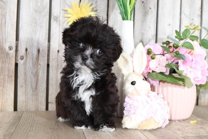 Lester - Sweetest Yorkie-Poo Puppy (RESCUE)