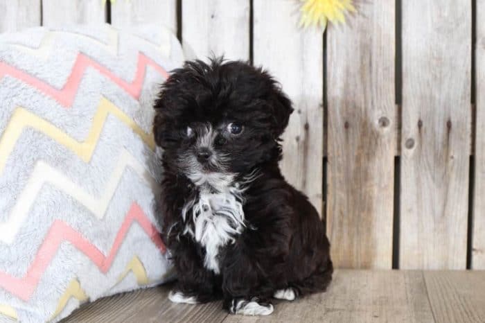 Lester - Sweetest Yorkie-Poo Puppy (RESCUE) - Image 2