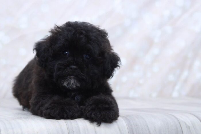 Lewis - Adventurous Male Shih-Poo Puppy