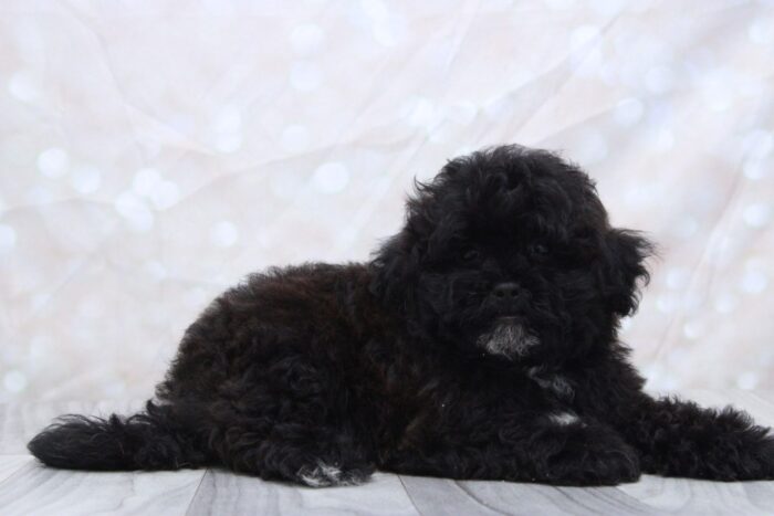 Lewis - Adventurous Male Shih-Poo Puppy - Image 2