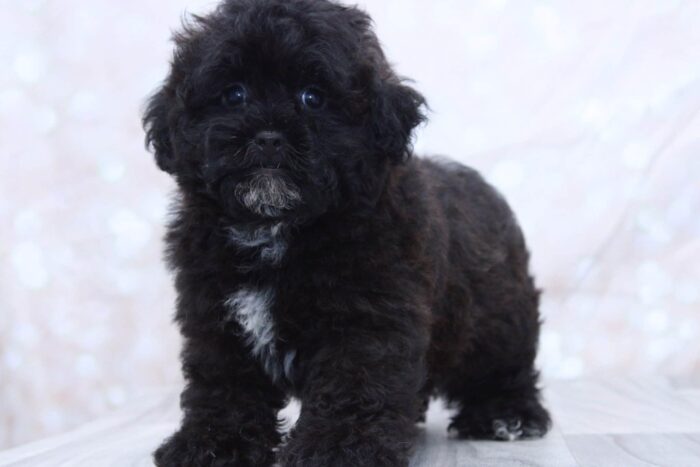 Lewis - Adventurous Male Shih-Poo Puppy - Image 3