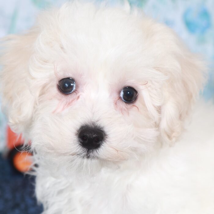 Lincoln-Flashy male Maltipoo Puppy