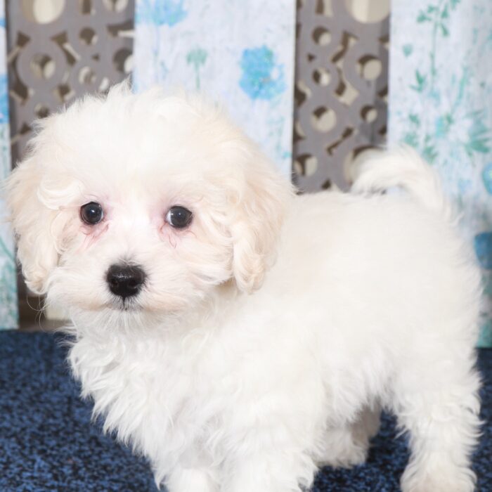 Lincoln-Flashy male Maltipoo Puppy - Image 2