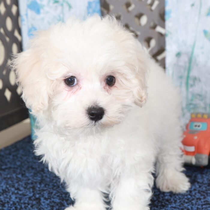 Lincoln-Flashy male Maltipoo Puppy - Image 3