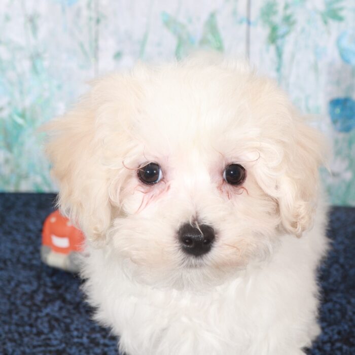 Lincoln-Flashy male Maltipoo Puppy - Image 4