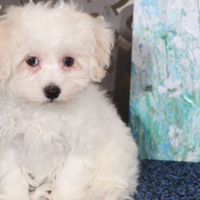 Lincoln-Flashy male Maltipoo Puppy - Image 5