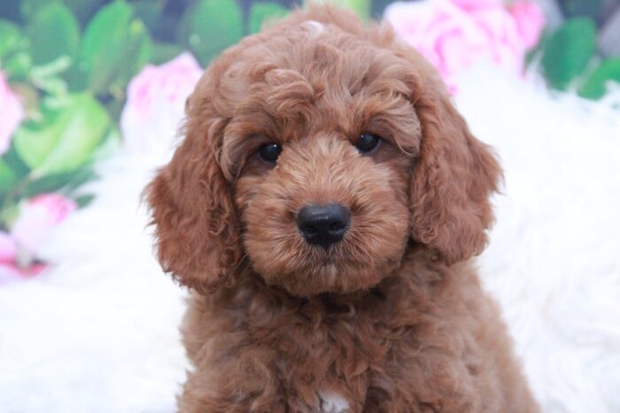 Linus- Friendly Mini F1 Male Goldendoodle Puppy - Image 2