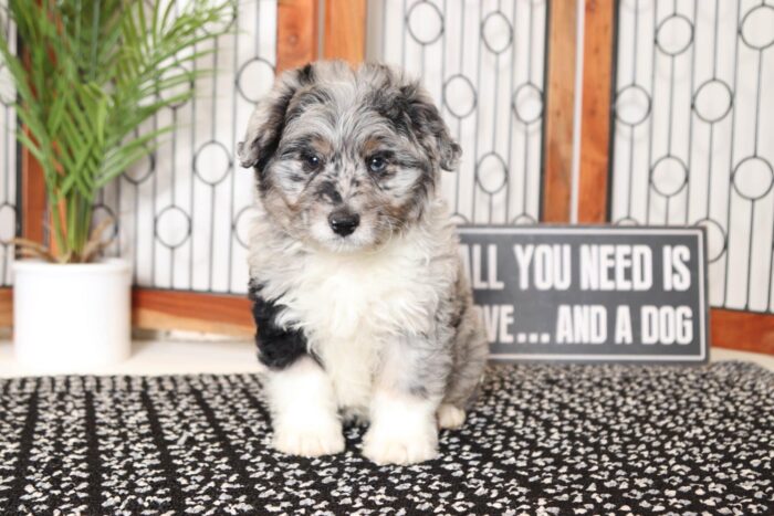 Linus- Playful Blue Merle Male Mini Aussie-Poo Puppy