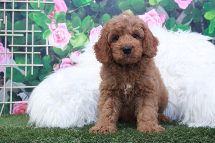 Linus- Friendly Mini F1 Male Goldendoodle Puppy