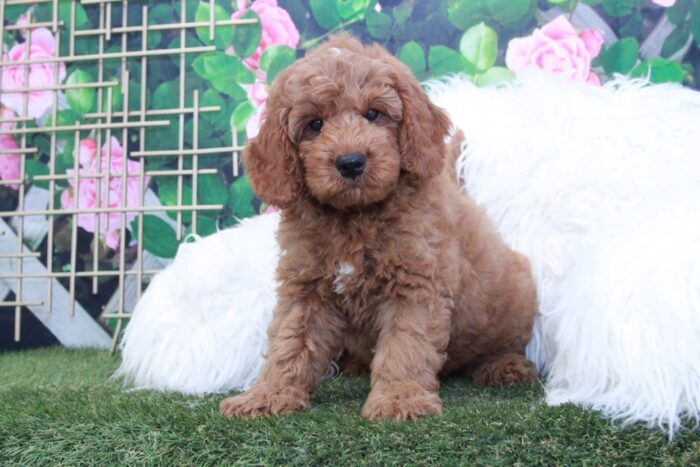 Linus- Friendly Mini F1 Male Goldendoodle Puppy - Image 3