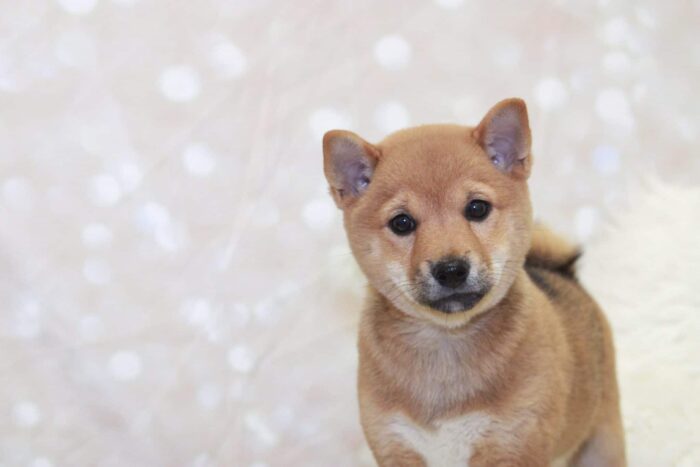 Lizette - Happiest ACA Female Shiba-Inu Puppy