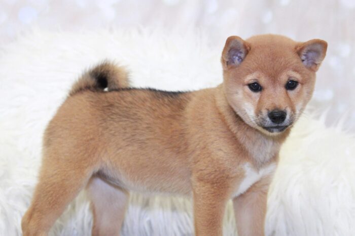 Lizette - Happiest ACA Female Shiba-Inu Puppy - Image 2