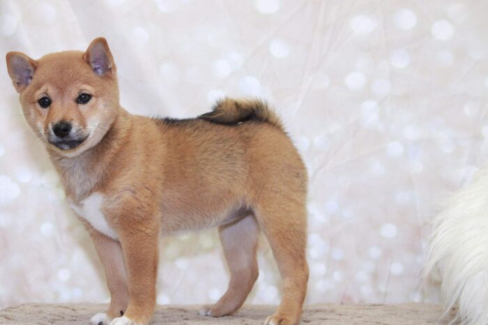 Lizette - Happiest ACA Female Shiba-Inu Puppy - Image 3