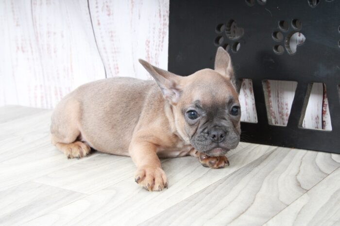 London - Rescue French Bulldog Puppy - Image 6