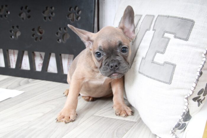 London - Rescue French Bulldog Puppy - Image 5