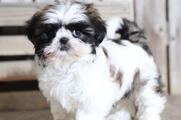 Loretta - Beautiful IMPERIAL Shih Tzu